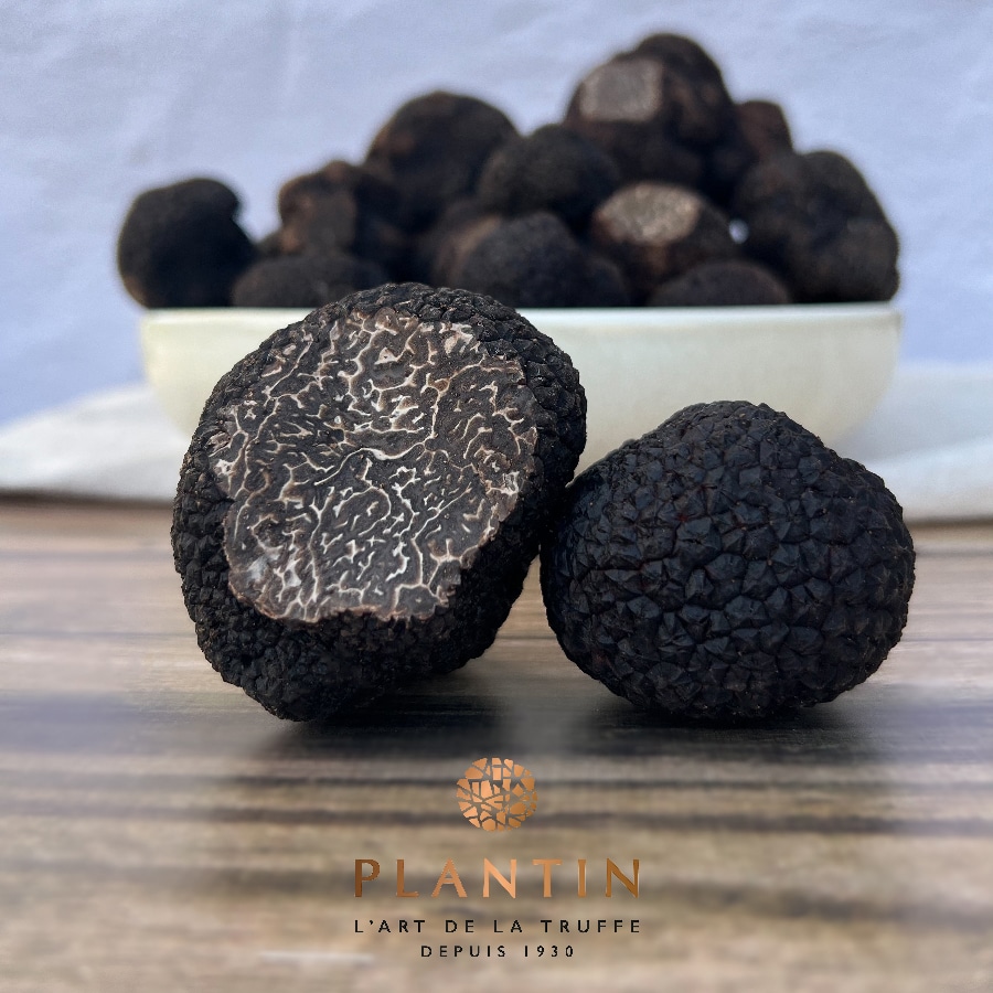 Détail truffe noire